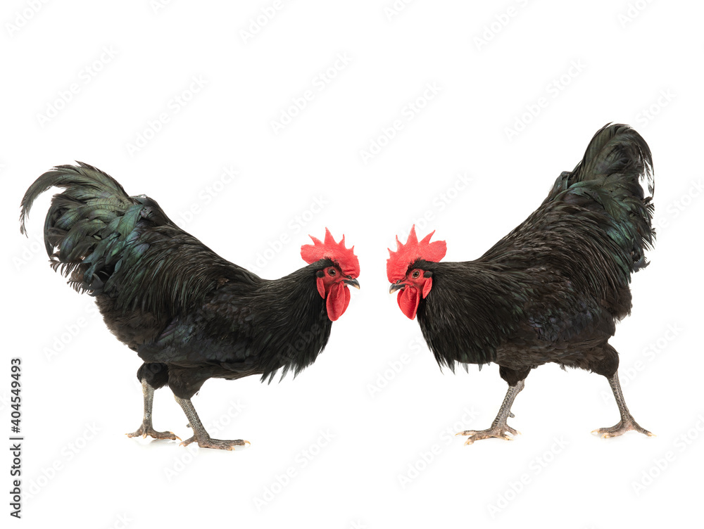 two black roosters look at each other isolated on white background two black roosters look at each other isolated on white background