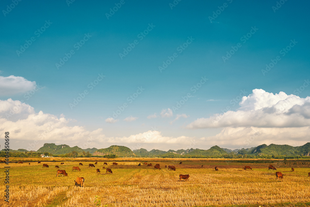 Cattle grazing in rural Vietnam. Mountains, farming, travel.