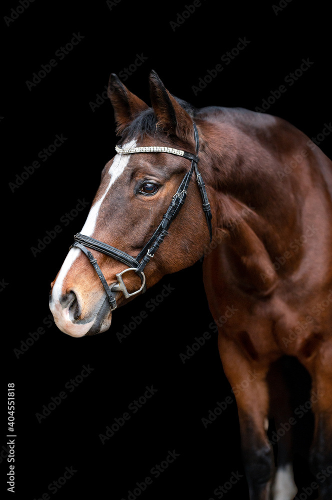 Beautiful chestnut brown horse mare stallion isolated on black background. Elegant portrait of a beautiful animal. Beautiful chestnut brown horse mare stallion isolated on black background. Elegant portrait of a beautiful animal.