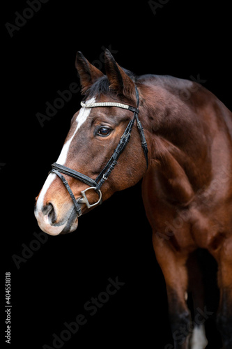Beautiful chestnut brown horse mare stallion isolated on black background. Elegant portrait of a beautiful animal. © Eliška