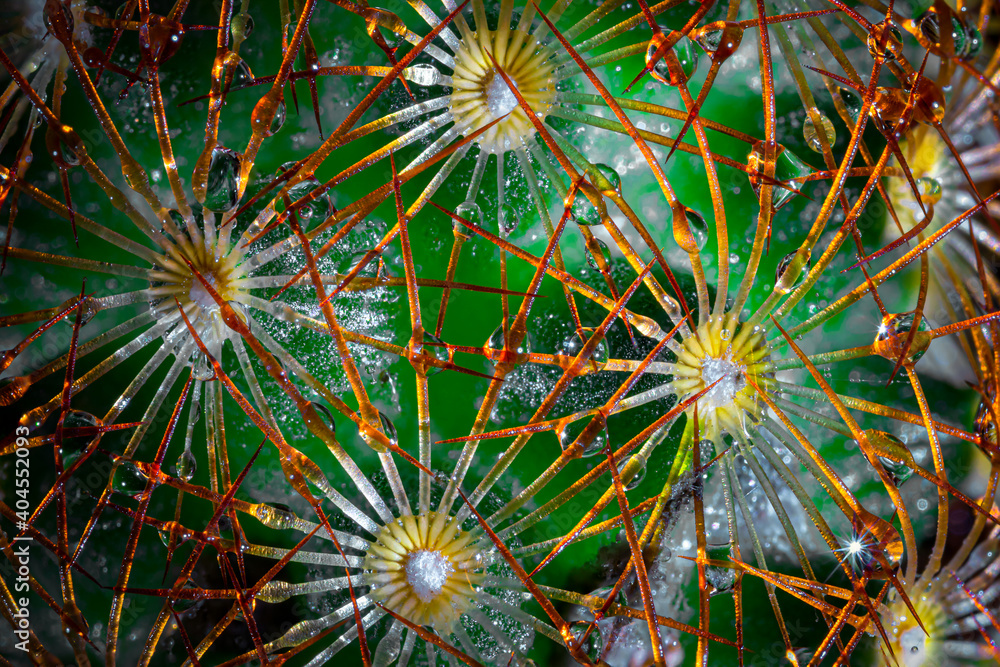 abstract fractal background with cactus abstract fractal background with cactus