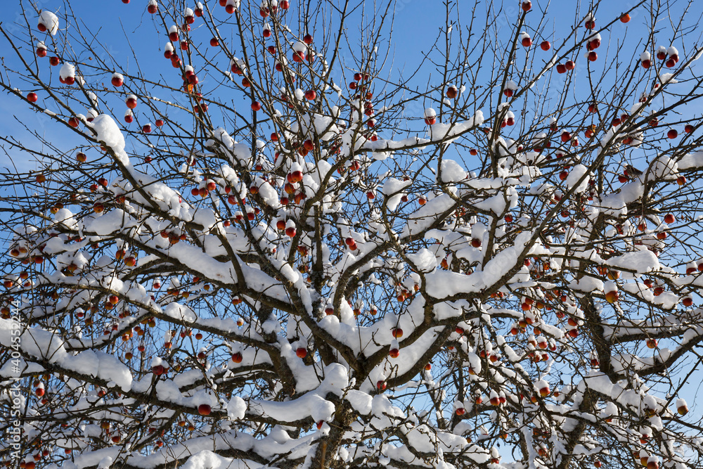 Äpfel im Schee auf der Schwäbischen Alb