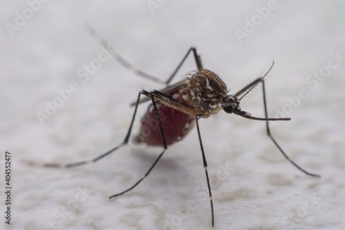 Mosquitoes are natural blood-sucking insects that inflict pain on human health, and biologically they carry malaria, dengue and Zika fever. © 418studio