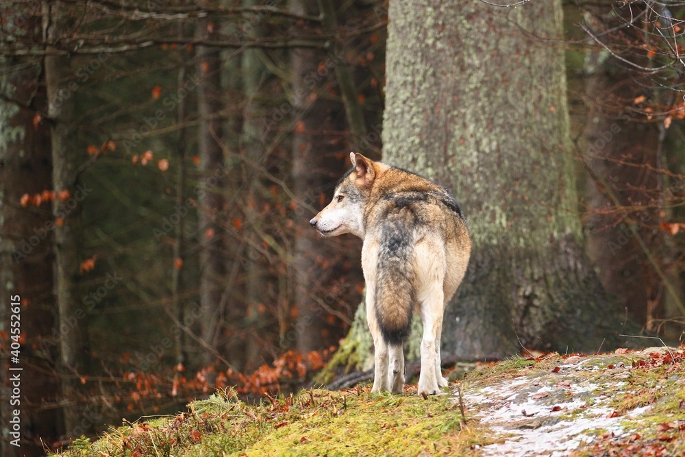 Eurasian wolf in the colorful autumn leaves