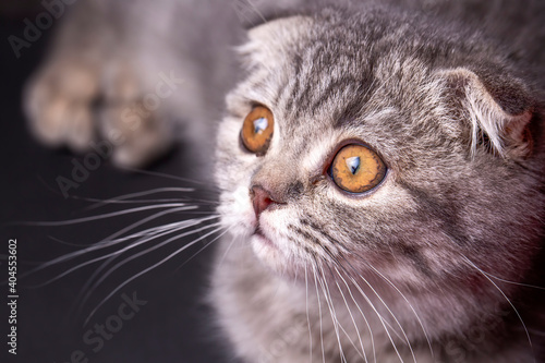 Scottish fold kitten, silver scottish cat.