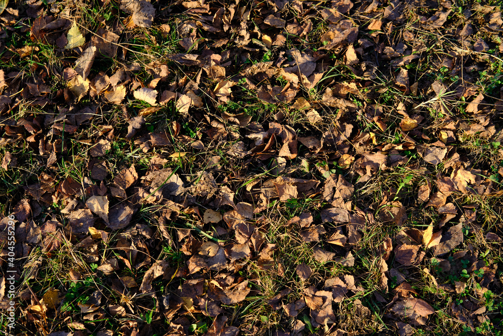 Autumn foliage on the ground in the rays of the setting sun. Abstract natural background. Space for an inscription or design. Autumn foliage on the ground in the rays of the setting sun. Abstract natural background. Space for an inscription or design.