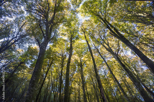 Beech Tree Soriano in The Cimino in Viterbo. The woods in autumn. Colors and a beautiful landscape