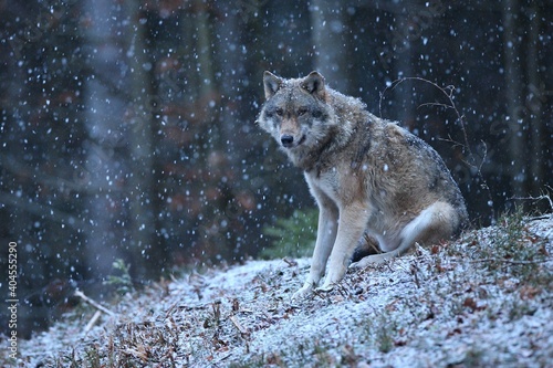 Eurasian wolf in the winter snow fall