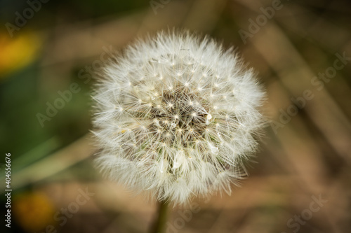 A dandelion with blurry background  seen in Askam-in-Furness  Cumbria  England  UK