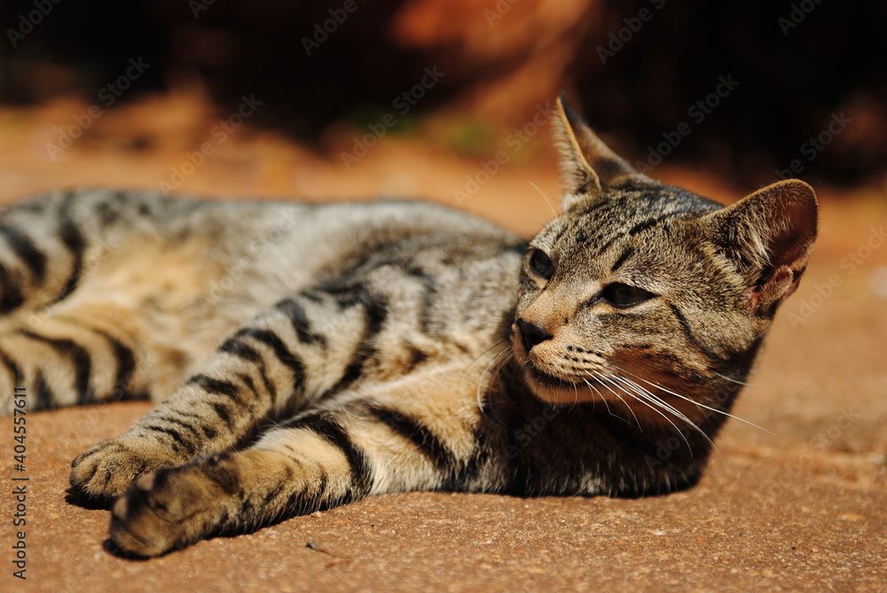 Naklejka premium Lazy Cat