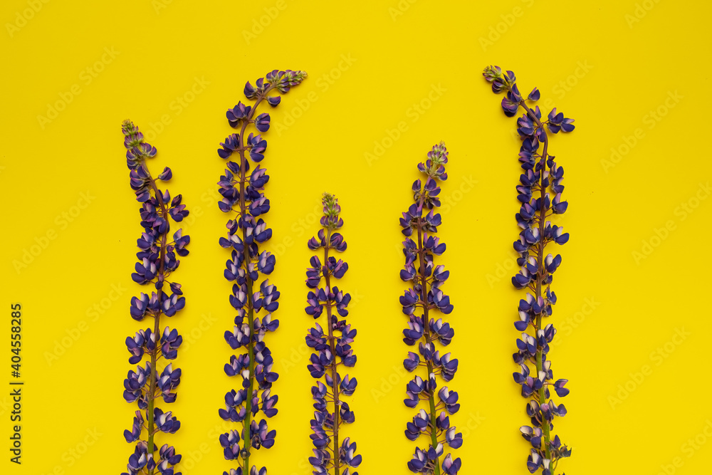 five lupine flowers are arranged vertically on a yellow background