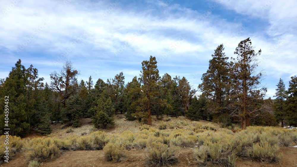Big Bear lake forest, Big Bear, California Big Bear lake forest, Big Bear, California