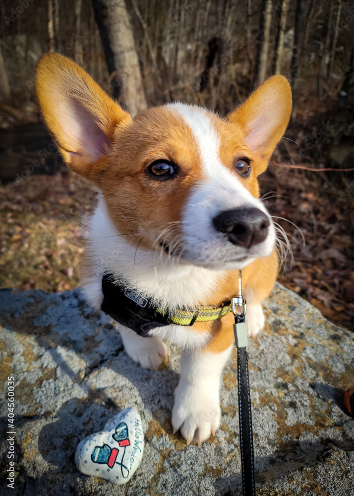 Obraz premium Corgi Winter Rock