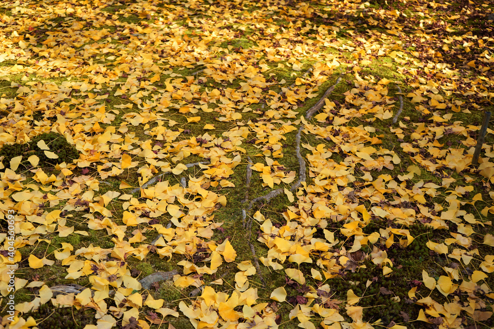 View of bright red and yellow autumn leaves, Momiji in Kyoto prefecture, Japan View of bright red and yellow autumn leaves, Momiji in Kyoto prefecture, Japan