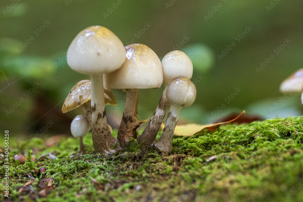 mushrooms in the woods in autumn. Colors of a beautiful nature and landscape mushrooms in the woods in autumn. Colors of a beautiful nature and landscape