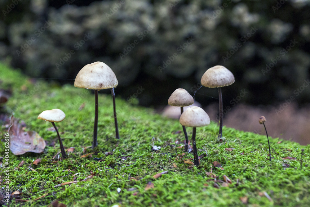 mushrooms in the woods in autumn. Colors of a beautiful nature and landscape mushrooms in the woods in autumn. Colors of a beautiful nature and landscape