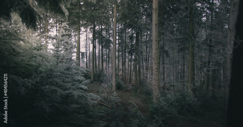Gloomy winter woodland