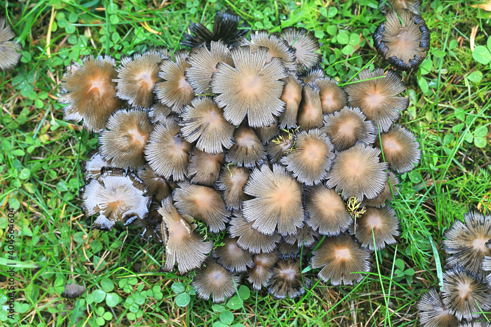 Coprinellus micaceus, also called Coprinus micaceus, commonly known as Glistering Inkcap, wild mushroom from Finland Coprinellus micaceus, also called Coprinus micaceus, commonly known as Glistering Inkcap, wild mushroom from Finland
