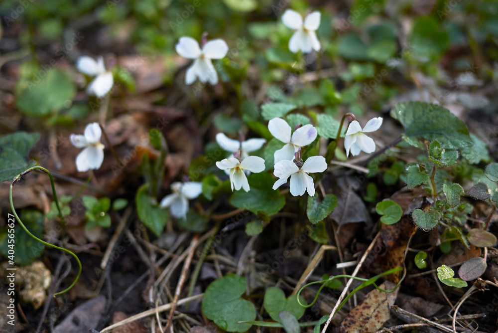 Viola alba Viola alba