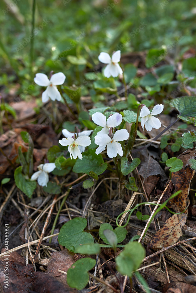 Viola alba Viola alba