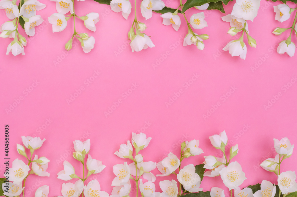 Greeting card background, jasmine flowers on a pink background with copy space