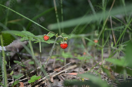            berries