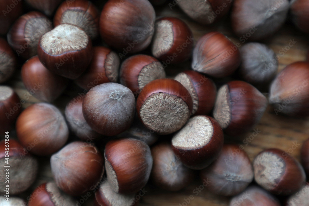 Close up hazelnuts. Hazelnut composition and backgorund. Georgian hazelnuts. organic natural food. close up art photo Close up hazelnuts. Hazelnut composition and backgorund. Georgian hazelnuts. organic natural food. close up art photo