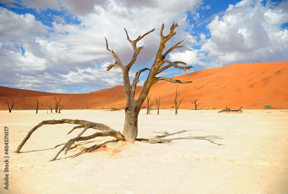 arbre mort désert sossusvlei namibie