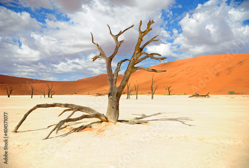 arbre mort désert sossusvlei namibie