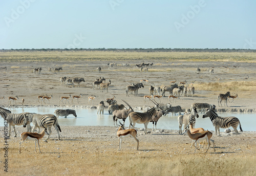 antilope au point d'eau namibie
