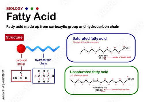 Biology diagram present structure and type of fatty acid. Carboxyl group, saturated and unsaturated fatty acid.