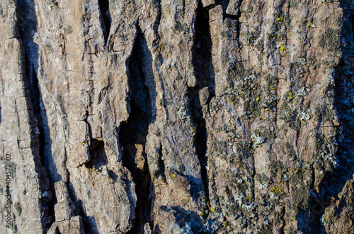 Close Up of the bark on a Shagbark Hickory photo