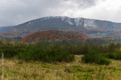 Autumn mountain landscape in the Ukrainian Carpathians - yellow and red trees combined with green needles. Stratus clouds on a foggy day.The mountains are completely overgrown with dense mixed forest.