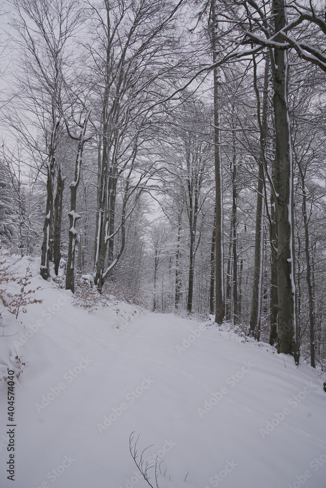 Snow covered forest in winter