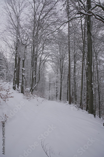 Snow covered forest in winter © Timelapse Frankfurt