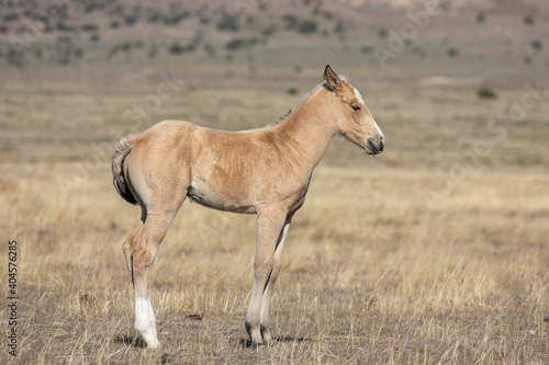 Wild Horse Foal in the Utah Desert in Spring © natureguy