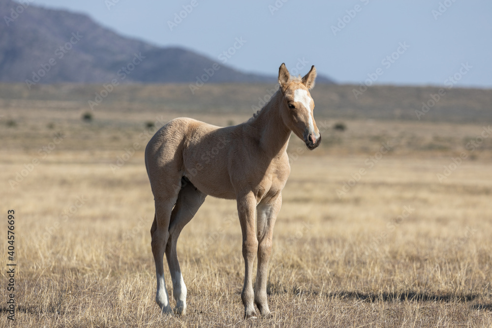 Wild Horse Foal in the Utah Desert in Spring