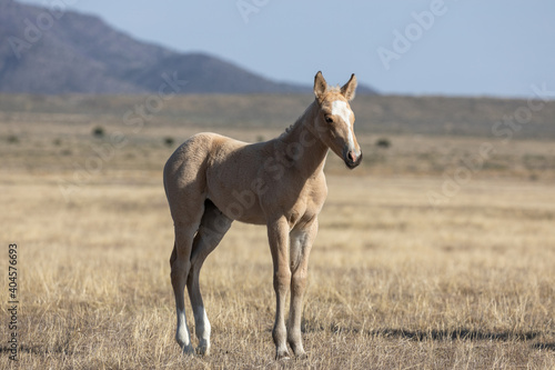 Wild Horse Foal in the Utah Desert in Spring