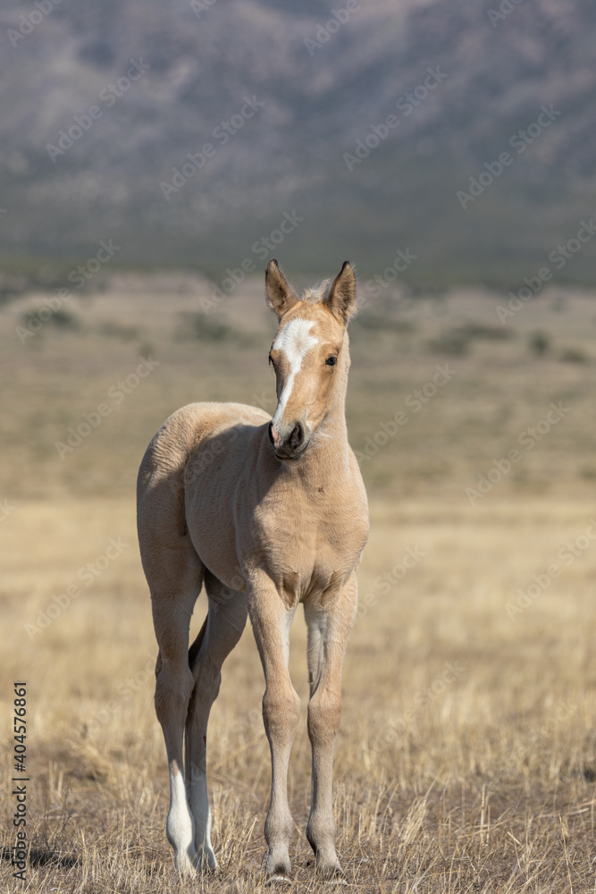 Wild Horse Foal in the Utah Desert in Spring Wild Horse Foal in the Utah Desert in Spring