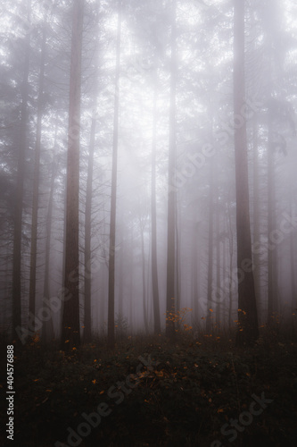 Foggy mood in the forest