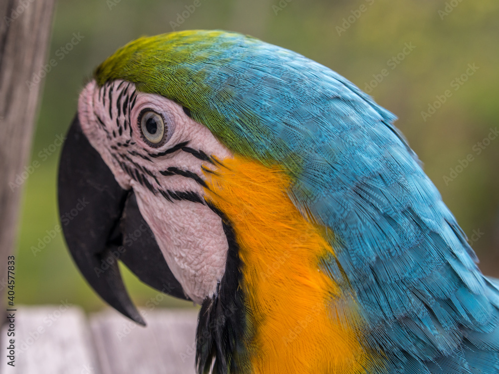 Parrot in the jungle Parrot in the jungle