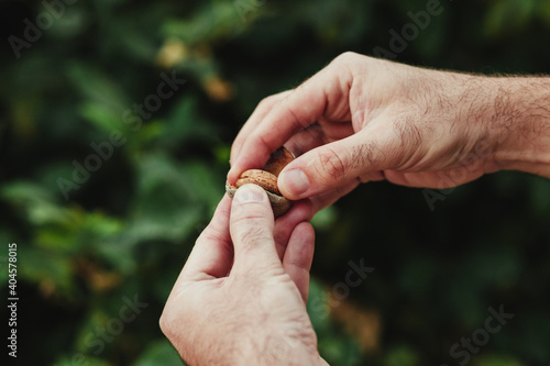 Hand removing the skin of a freshly picked almond