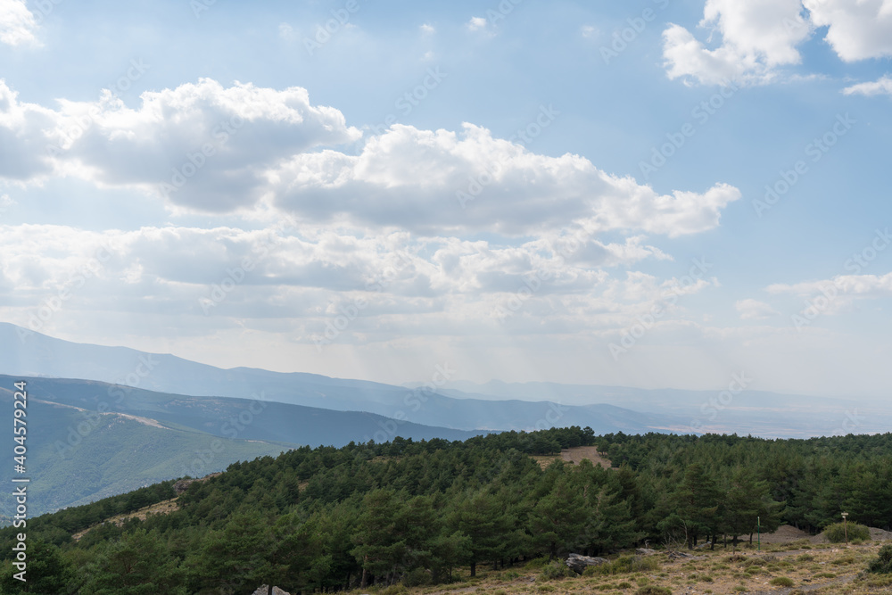 pine forest in Sierra Nevada in southern Spain