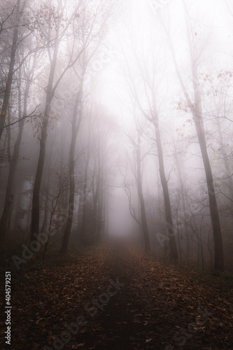 My foggy way into the woods
