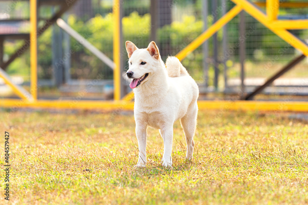 White Shiba Inu or Hokkaido Inu. White dog standing in the playground. Shiba inu dog the yard. White Shiba Inu or Hokkaido Inu. White dog standing in the playground. Shiba inu dog the yard.