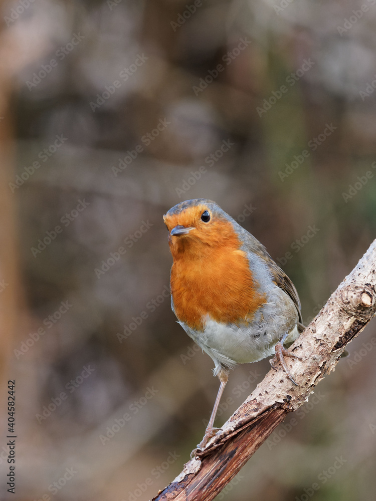 A European Robin (Erithacus rubecula) looking for food in a rural garden A European Robin (Erithacus rubecula) looking for food in a rural garden