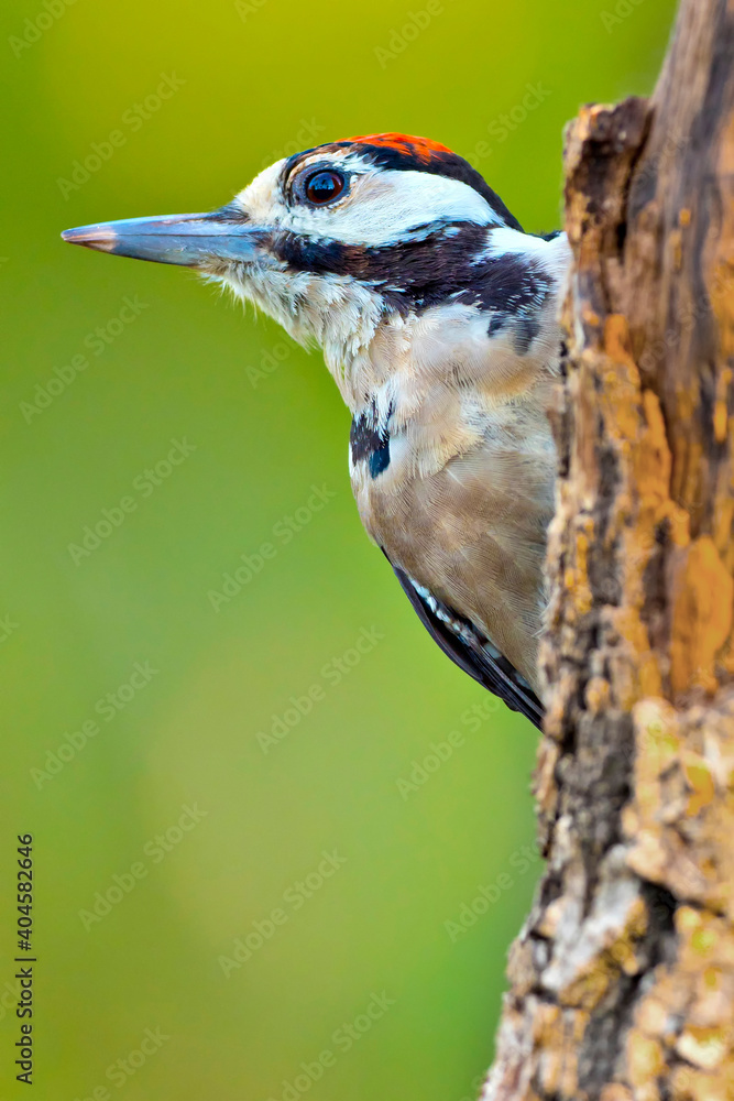 Naklejka premium Great Spotted Woodpecker, Dendrocopos major, Spanish Forest, Castile and Leon, Spain, Europe