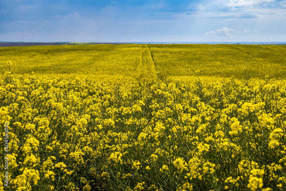 Spring rapeseed yellow blooming fields. Natural seasonal, good weather, climate, eco, farming, countryside beauty concept.
