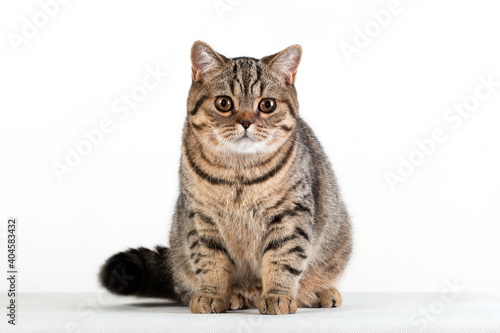 Brown tabby british cat sitting looking straight at us on white background