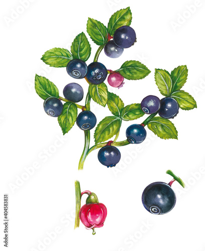 a realistic illustration of blueberry  Vaccinium myrtillus  on white background. botanical  handmade  watercolor 
